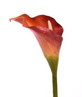 Calla kunstbloem deluxe 55 cm oranje
