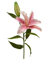 Lelie kunsttak Deluxe 55 cm roze
