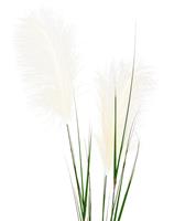 Pampasgras kunsttak 120cm - creme