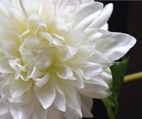Dahlia kunsttak 50 cm creme