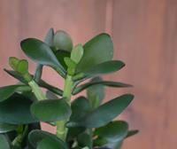 Crassula kunstplant 30cm