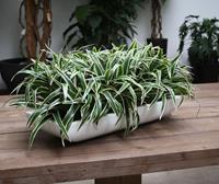 Chlorophytum S kunstplant 30cm