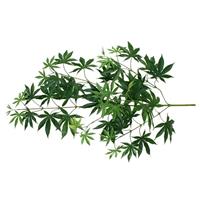 Acer Maple tak x44 FR 70cm