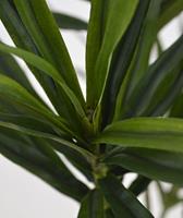 Draceana kunsttak x4 80cm - groen