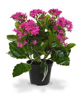 Kalanchoe kunstplant 30cm in pot - paars
