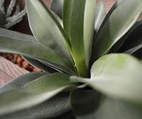 Agave kunstplant 25cm in 10cm pot