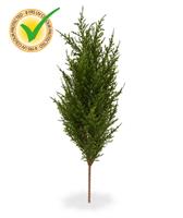 Conifeer kunstplant 56cm - UV bestendig