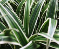 Chlorophytum S kunstplant 30cm in 10cm pot