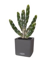Tetragonus kunst Cactus 35cm - groen