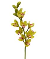 Cymbidium Deluxe 70 cm groen