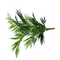 Parlour kunstpalm 50cm