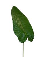 Alocasia kunstbladtak M