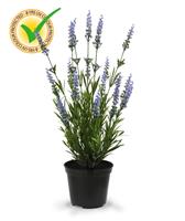 Lavendel Kunstplant 50 cm blauw UV in pot