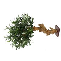 Olijf Bonsai Deluxe 60cm op voet