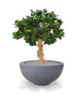 Panda Bonsai 60 cm op voet