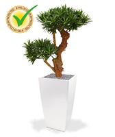 Podocarpus Bonsai Deluxe 65 cm UV