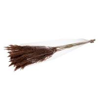 Leen Bakker Droogbloemen pluim - bruin - 70 cm