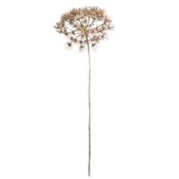 Leen Bakker Tak Heracleum - grijs - 80 cm