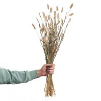 Butlers FLOWER MARKET Trockenblumen Lagurusgras Länge 70cm natur