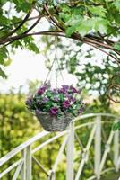 Yomonda Blumenampel Petunia Blumentöpfe bunt