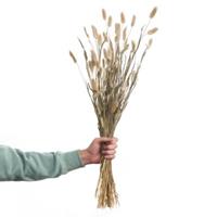 Butlers FLOWER MARKET 2x Trockenblumen Lagurusgras Länge 70cm Kunstpflanzen natur