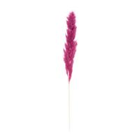 Xenos Pampas - paars - 115 cm