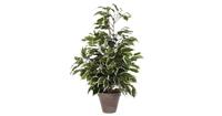 Mica Decorations Ficus Exotica Kunstplant - H65 x Ø40 cm - Terracotta pot - Groen bont