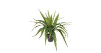 Mica Decorations Asplenium Kunstplant - H54 x Ø66 cm - Terracotta pot - Groen