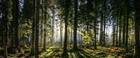 Karo-art Schilderij - Panorama bos, groen/zwart, 2 maten , print op canvas, premium print