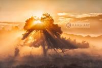 Karo-art Afbeelding op acrylglas - Zonsopkomst door de bomen