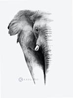 Karo-art Schilderij - Olifant op witte achtergrond, Grijs wit , 3 maten , Premium print - Copy