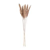 Xenos Pluim smal - 6 stuks - 70 cm