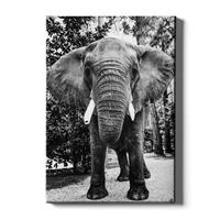 Walljar | Canvas schilderij Afrikaanse Olifant