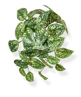 Pictus kunst hangplant 25cm - bont