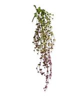 Erwten kunst hangplant 60cm - burgundy