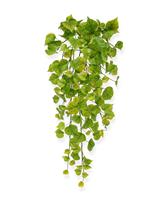 Populier kunst hangplant 65cm