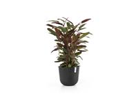 DCM Ecopots Bloempot Oslo Ø35cm - Donkergrijs