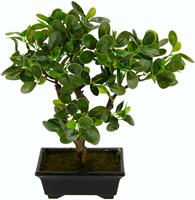 I.GE.A. Kunstbonsai Ginseng-bonsai in plastic bonsaipotten