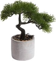 Botanic-Haus Kunstbonsai Ceder Bonsai (1 stuk)