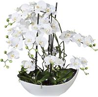 Creativ green Kunstorchidee Vlinderorchidee, 68 cm wit in keramische kom