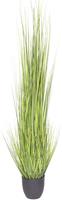 Nova Nature (Best) King festuca green in pot 150cm