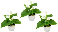 I.GE.A. Kunstplant Mini calla (set)