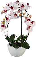 Creativ green Kunstplant Vlinderorchidee