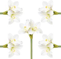 Creativ deco Kunstbloem 5set van (set)