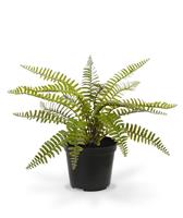 Asplenium Varen kunstplant 35cm