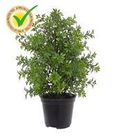 Eucalyptus kunstplant 30cm - UV bestendig