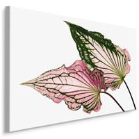 Karo-art Schilderij - Caladium Bladeren, Groen/roze, premium Print