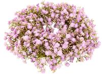 I.GE.A. Kunstkrans Gipskruid Kaarsenkrans tafelkrans tafeldecoratie wanddecoratie deurdecoratie bruiloftsdecoratie kunstbloemen plant gipskruid bloemen voor huwelijksfeest bruidsboeket decoratie knuts