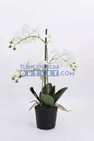 Noach Phalaenopsis 3-tak - 63,5 cm