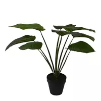 Noach Philodendron - 60 cm